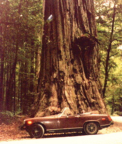 my car at Jedediah Smith Redwoods